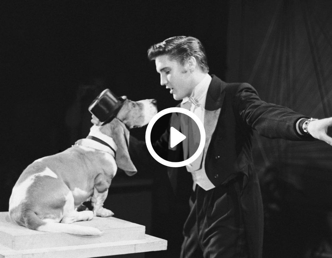 Elvis Presley – Hound Dog (1956) - Music Legend